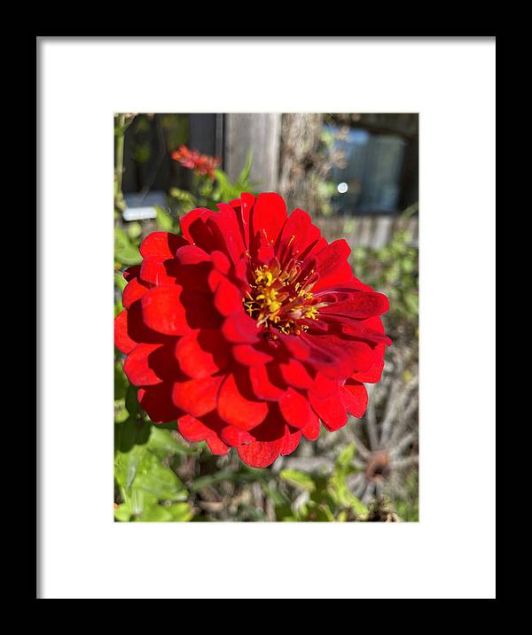 Red Flower In Autumn - Framed Print