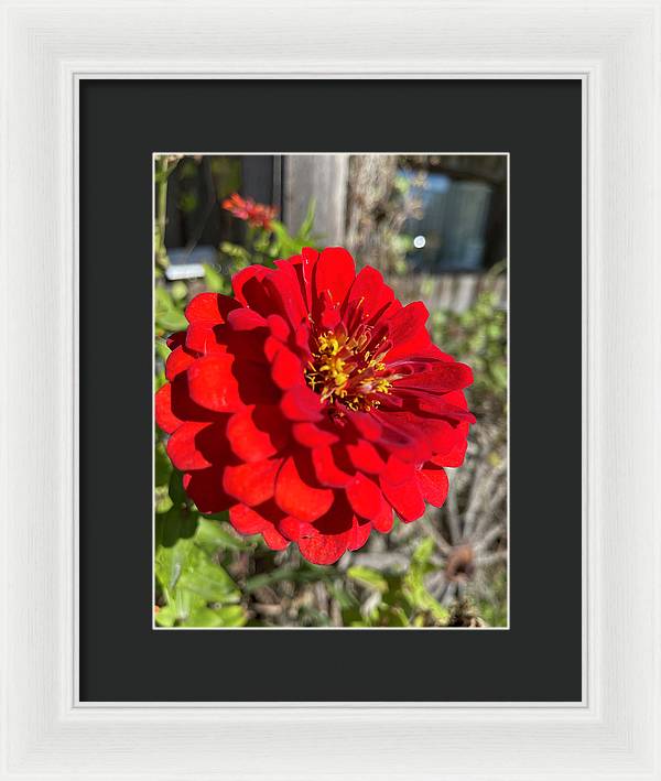 Red Flower In Autumn - Framed Print