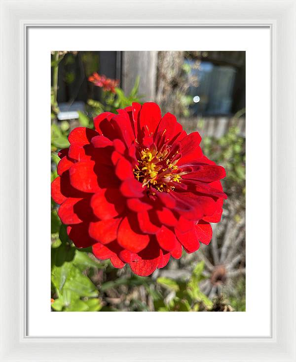 Red Flower In Autumn - Framed Print