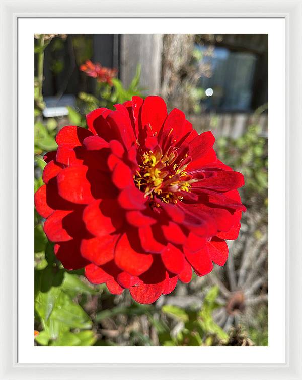 Red Flower In Autumn - Framed Print