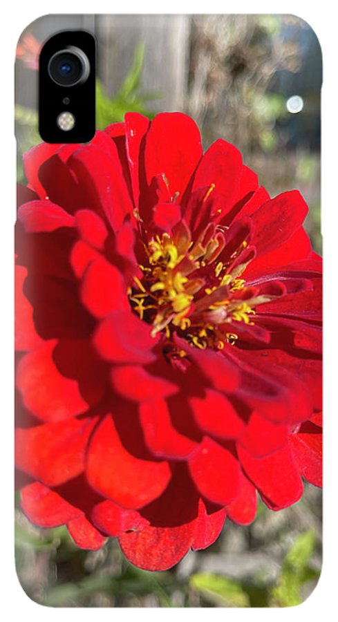 Red Flower In Autumn - Phone Case