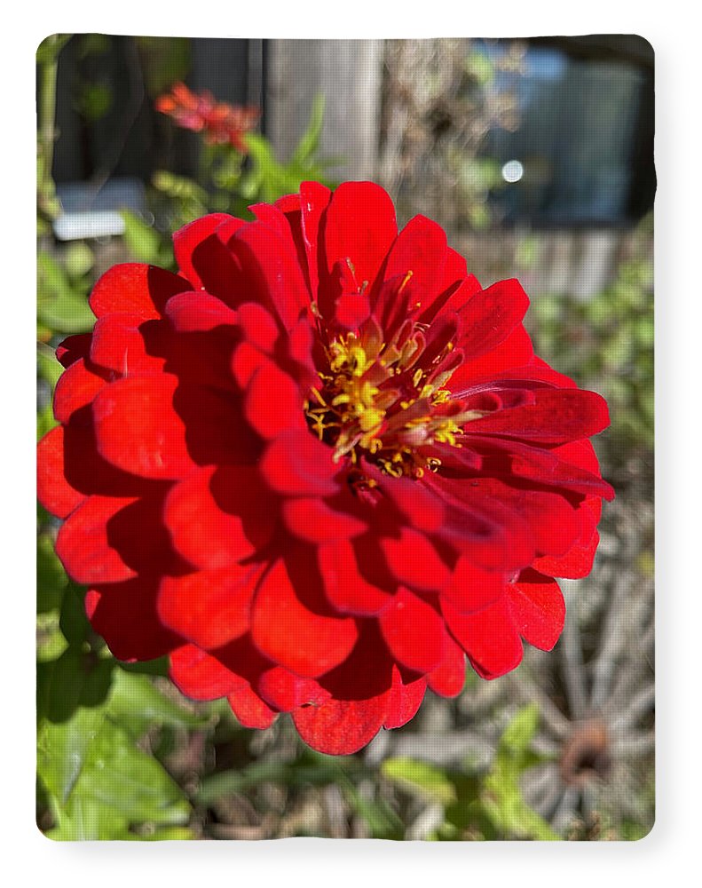 Red Flower In Autumn - Blanket