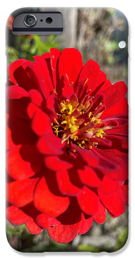 Red Flower In Autumn - Phone Case