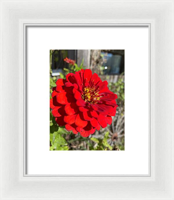 Red Flower In Autumn - Framed Print