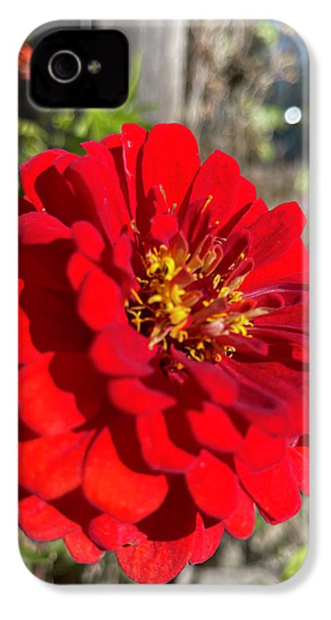 Red Flower In Autumn - Phone Case