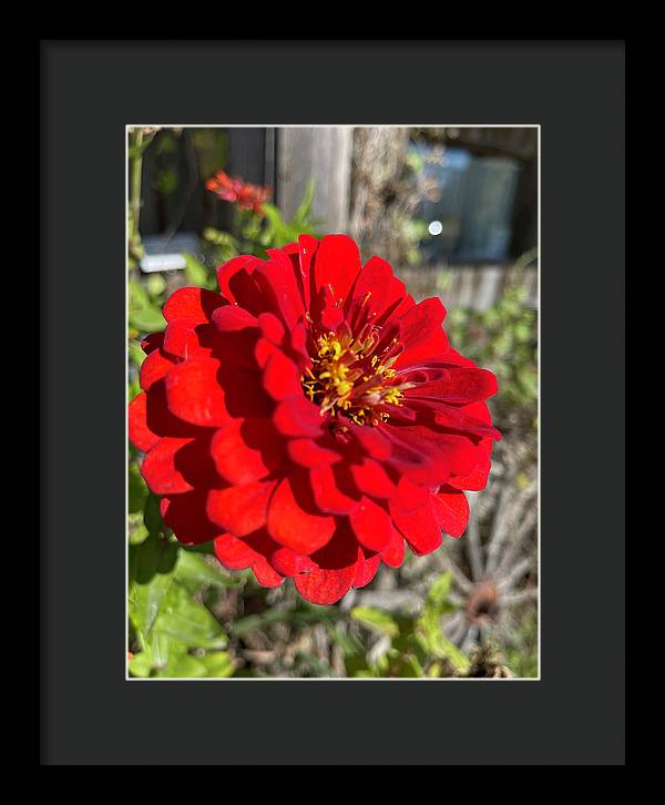 Red Flower In Autumn - Framed Print