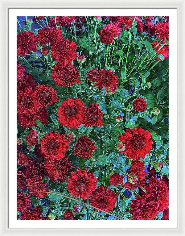 Red Mums - Framed Print