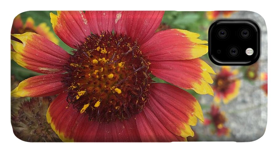 Red Orange Flower With Pollen - Phone Case