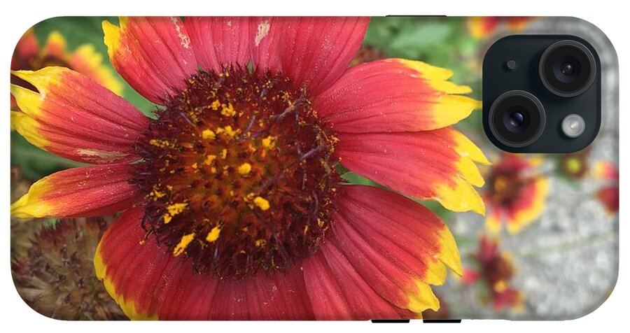 Red Orange Flower With Pollen - Phone Case