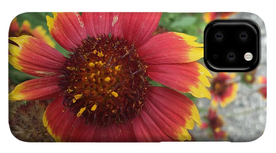 Red Orange Flower With Pollen - Phone Case