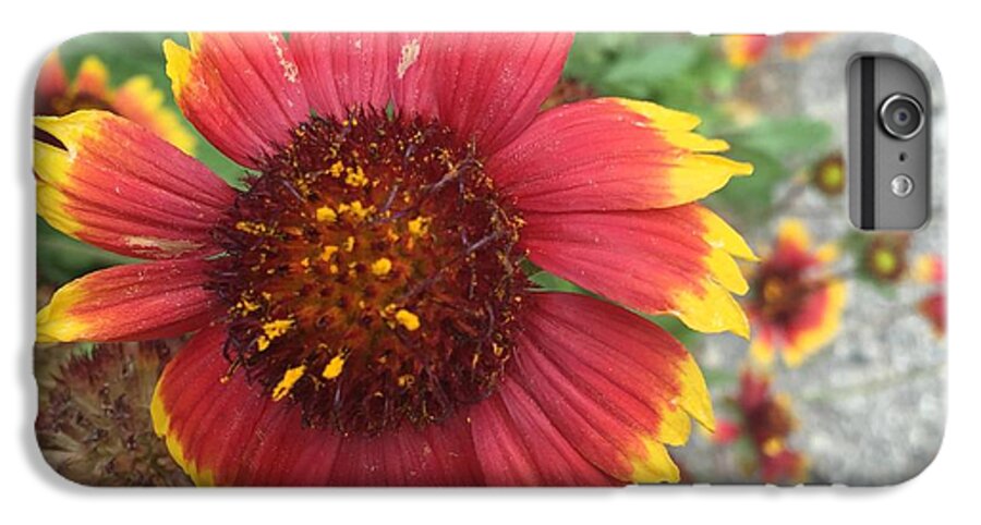 Red Orange Flower With Pollen - Phone Case