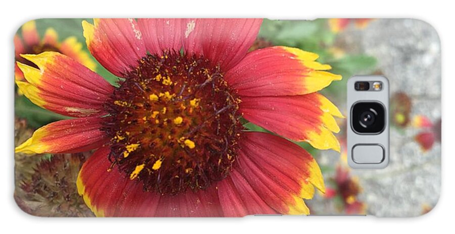 Red Orange Flower With Pollen - Phone Case