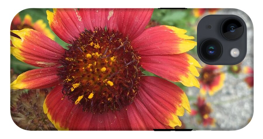 Red Orange Flower With Pollen - Phone Case