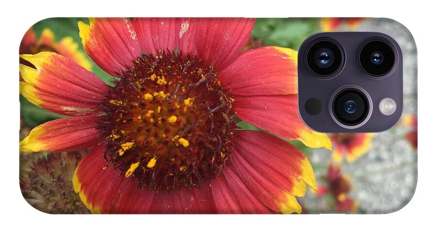 Red Orange Flower With Pollen - Phone Case