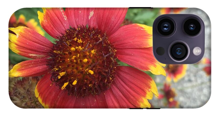 Red Orange Flower With Pollen - Phone Case