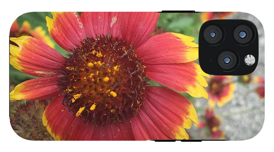 Red Orange Flower With Pollen - Phone Case