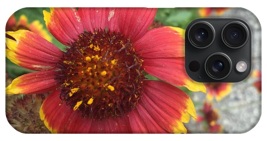 Red Orange Flower With Pollen - Phone Case
