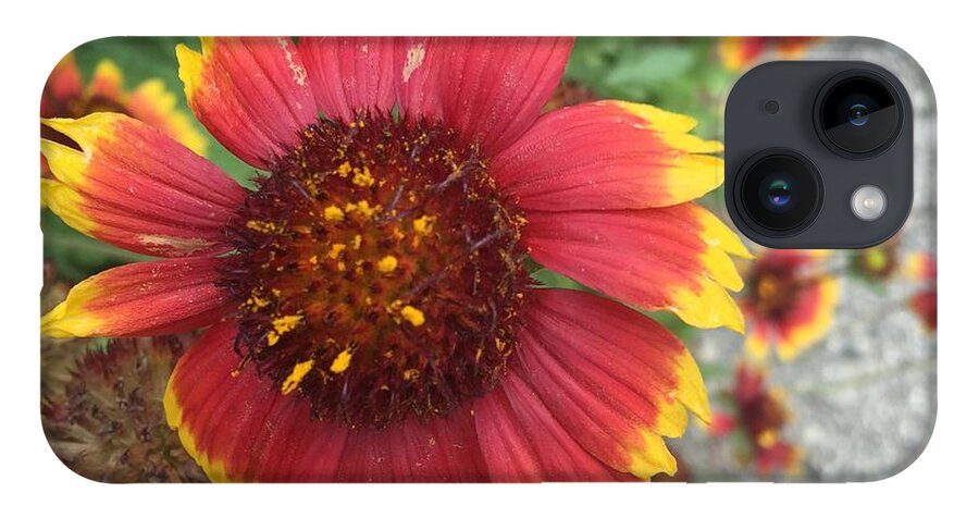 Red Orange Flower With Pollen - Phone Case