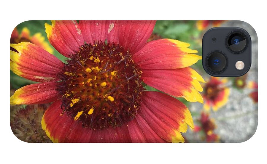 Red Orange Flower With Pollen - Phone Case