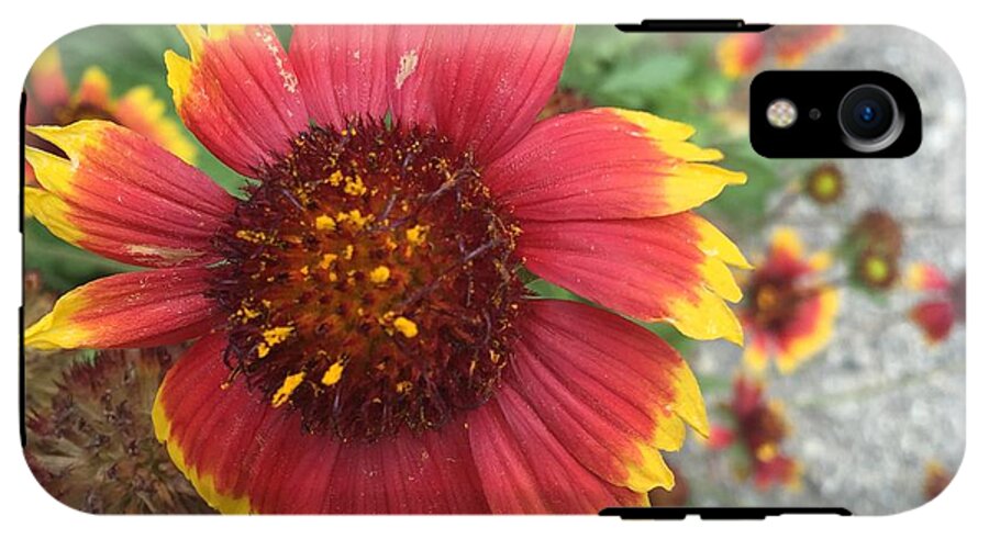 Red Orange Flower With Pollen - Phone Case