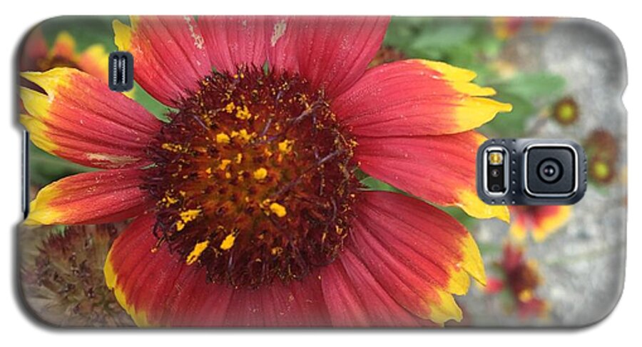 Red Orange Flower With Pollen - Phone Case