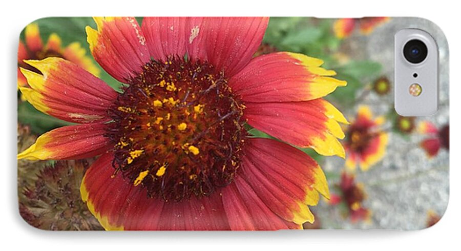 Red Orange Flower With Pollen - Phone Case