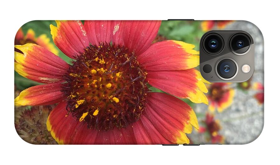 Red Orange Flower With Pollen - Phone Case