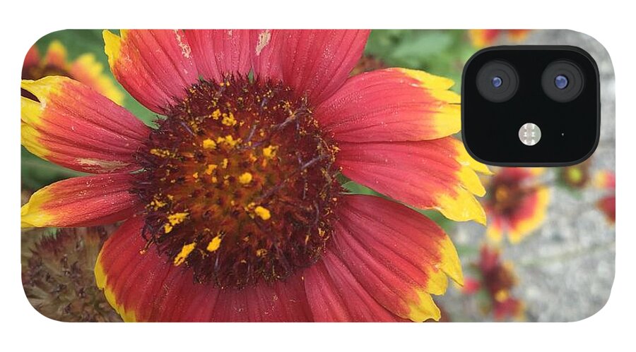 Red Orange Flower With Pollen - Phone Case