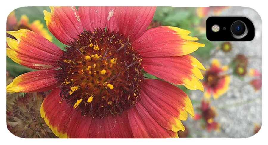 Red Orange Flower With Pollen - Phone Case
