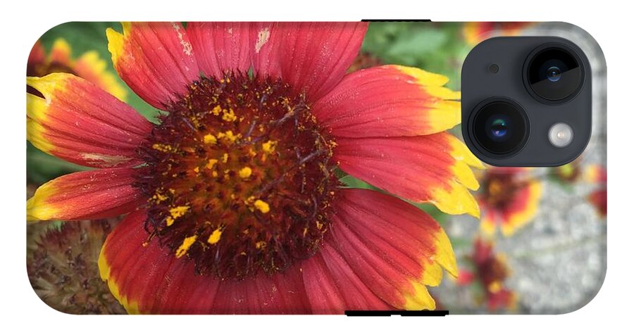Red Orange Flower With Pollen - Phone Case