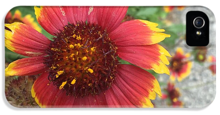 Red Orange Flower With Pollen - Phone Case