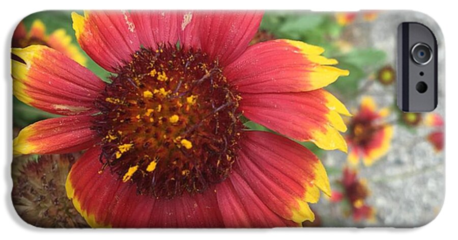 Red Orange Flower With Pollen - Phone Case