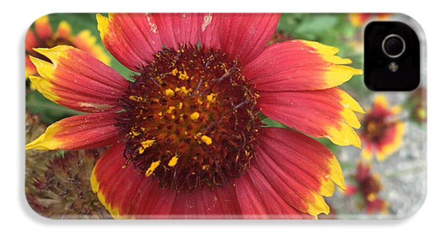 Red Orange Flower With Pollen - Phone Case