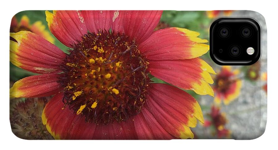 Red Orange Flower With Pollen - Phone Case