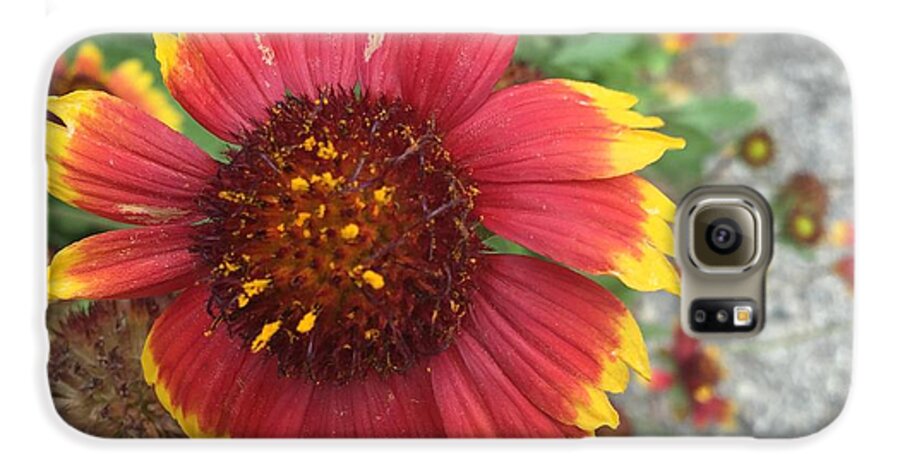 Red Orange Flower With Pollen - Phone Case