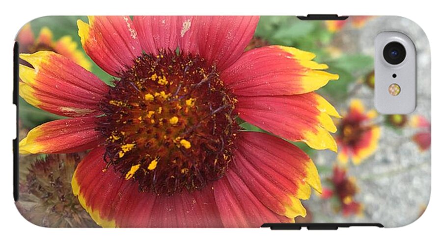 Red Orange Flower With Pollen - Phone Case
