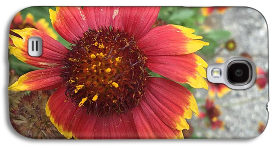 Red Orange Flower With Pollen - Phone Case