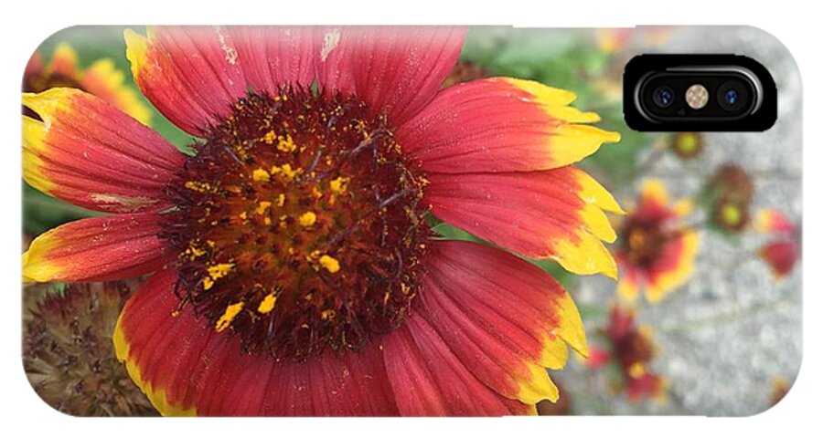 Red Orange Flower With Pollen - Phone Case