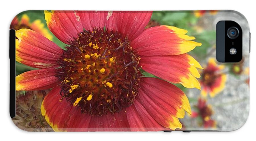 Red Orange Flower With Pollen - Phone Case