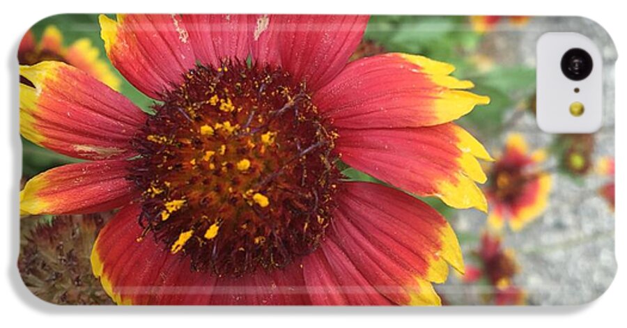 Red Orange Flower With Pollen - Phone Case