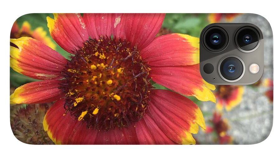 Red Orange Flower With Pollen - Phone Case