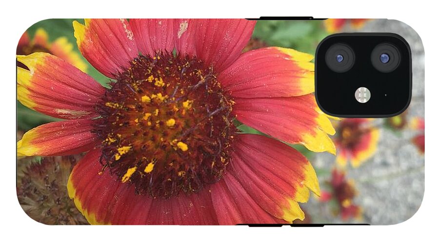 Red Orange Flower With Pollen - Phone Case