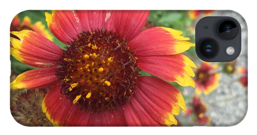 Red Orange Flower With Pollen - Phone Case