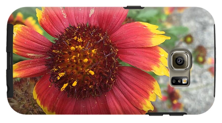 Red Orange Flower With Pollen - Phone Case