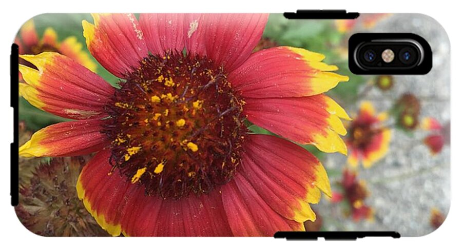 Red Orange Flower With Pollen - Phone Case