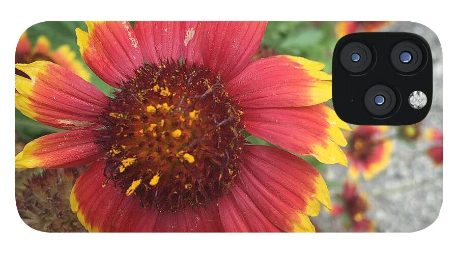 Red Orange Flower With Pollen - Phone Case