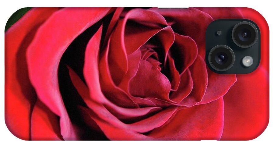 Red Rose Close Up - Phone Case