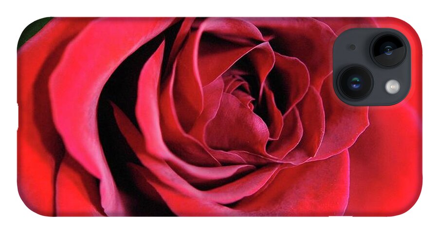 Red Rose Close Up - Phone Case
