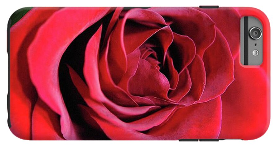 Red Rose Close Up - Phone Case