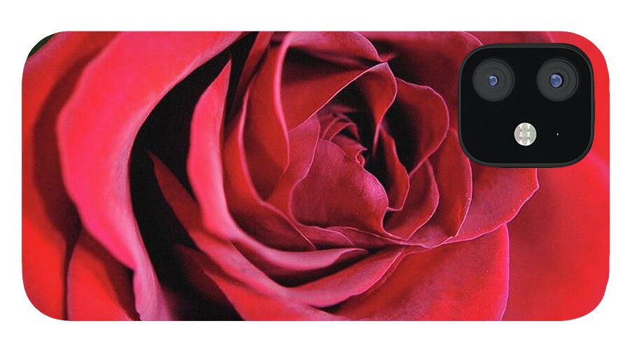 Red Rose Close Up - Phone Case